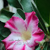 Adenium