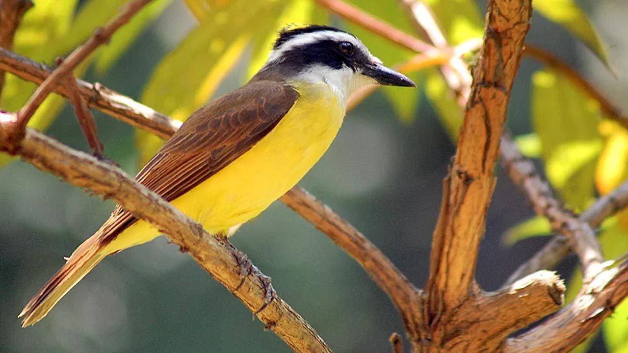 Exposição “Birds na Pina - Aves de Botucatu” já está aberta para visitação