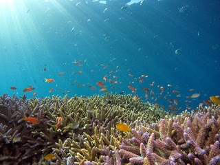 Among the slowest animals in the world are Corals.