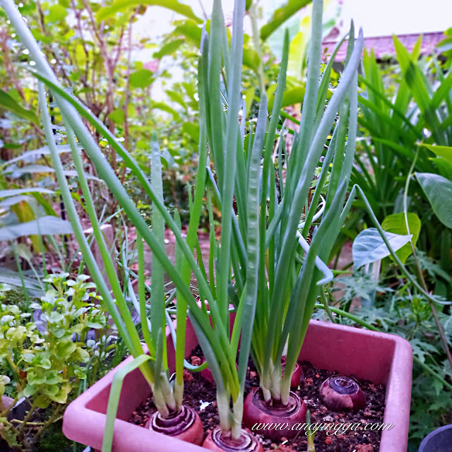 cara tanam daun bawang