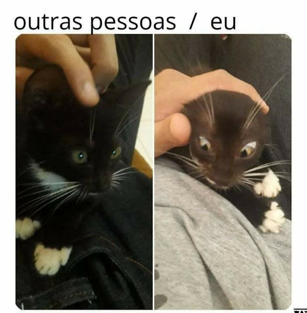 70 memes para quem ama gatos