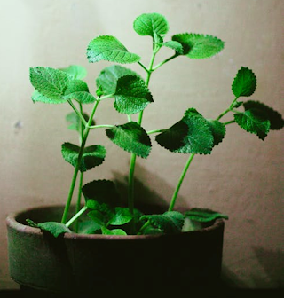 OREGANO