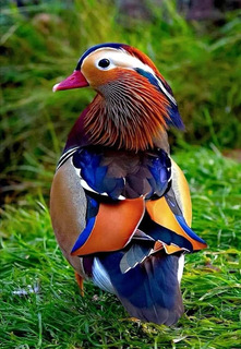 This is male Mandarin duck which second on the list of the most beautiful birds in the world.