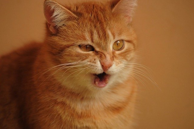 cat, cats, animals, animal, totheword-of-animals