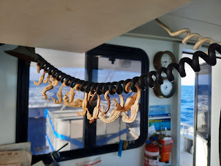 dried seahorses