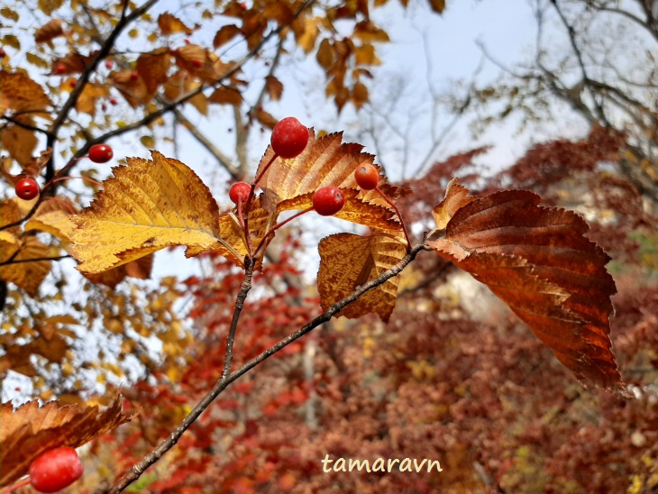 Мелкоплодник ольхолистный / Рябина ольхолистная (Micromeles alnifolia, =Sorbus alnifolia)