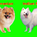 Pomeranian dog price in India Starting Rs. 3,000 - Dog Friends