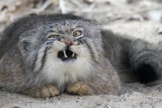 Conoce al gato Manul, el felino más expresivo del mundo