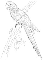 Parrot coloring page