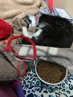 Red cast-on stitches on a circular knitting needle attached to a ball of red yarn. A black and white fluffy cat snoozes in the background, while a partially filled bowl of kibble sits next to the knitting needle.