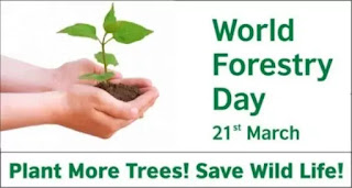 International Forest Day: Why is International Forest Day celebrated on 21st March?