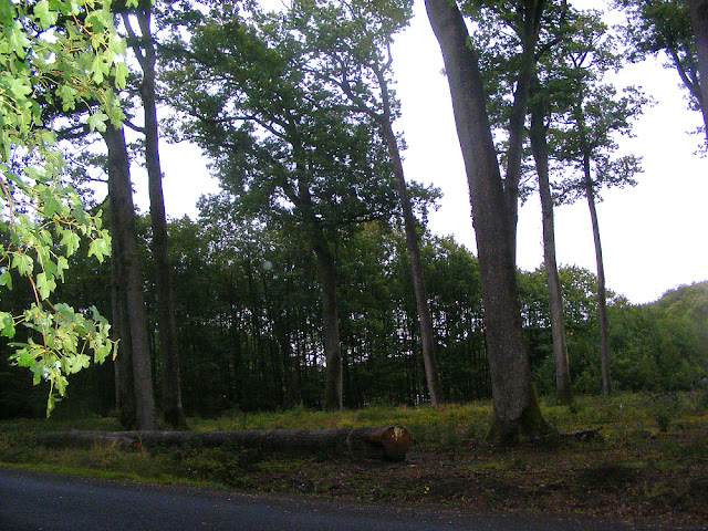 Oak forest managed for timber, Indre et Loire, France. Photo by Loire Valley Time Travel.