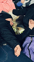 fotos de ucranianos con sus mascotas en medio de la guerra, que demuestran cuán fuerte puede ser realmente el amor humano-mascota