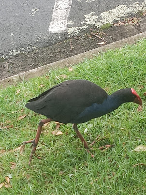 Australasian Swamphen on approach grounds of Auckland Zoo.