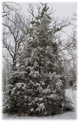 CHMusings: snowy tree