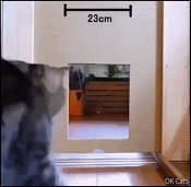 Funny Cat GIF • 'Maru' can pass through small holes but too small is to small hahaha [ok-cats.com]