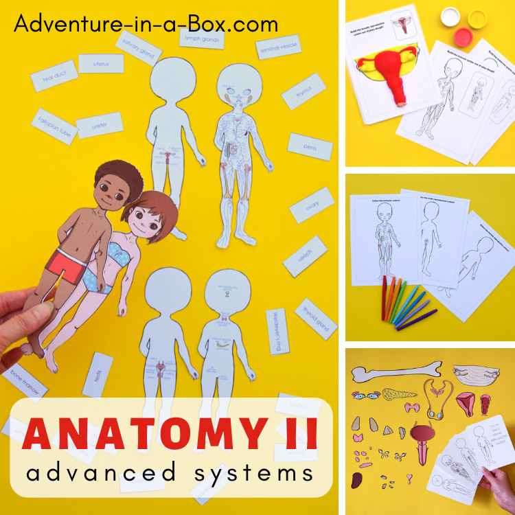 Anatomy for kids advanced systems