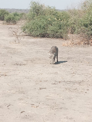 Wild Boar inside Chobe National Park.