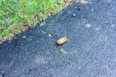 Photo of dog poo that someone has left in the middle of the pavement.