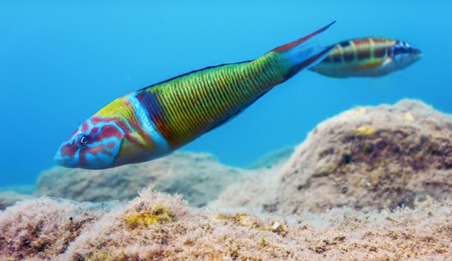 Saltwater wrasse