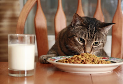 Makanan dan Minuman untuk Kucing