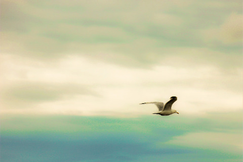 sky-bird-sea-seagull