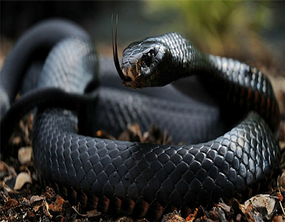 Biblical Meaning of Black Snakes in Dreams