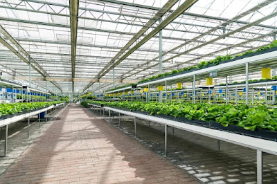 Hydroponic Greenhouse