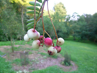 Рябина мелколистная (Sorbus microphylla)