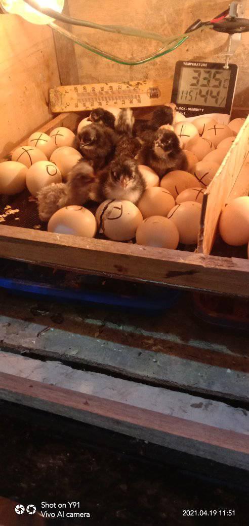 Ayam bangkok menetas di mesin tetas