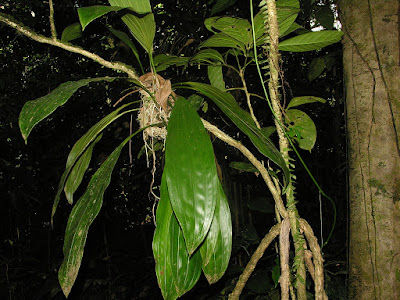 Stanhopea cirrhata - Tendril Stanhopea care