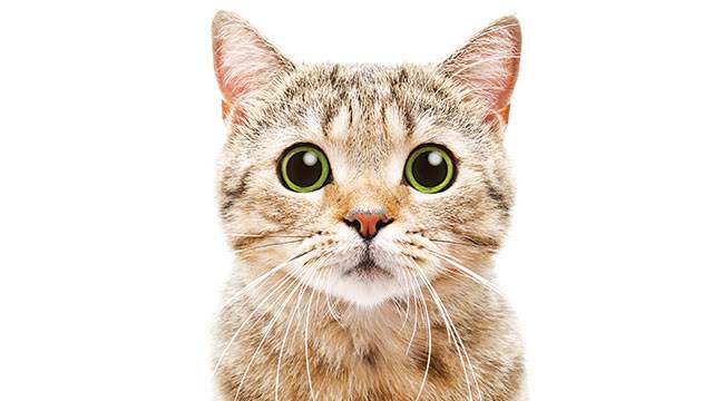 Gemes Banget Liatnya Potret Lucu Kucing Mungil