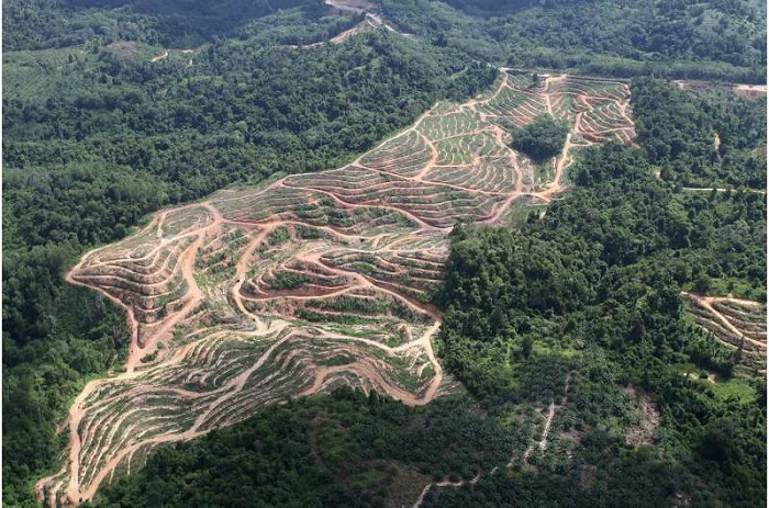 Malaysia's Agong Decrees at Least Half of Our Country Remains Forested
