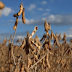 Índice de Preços de Alimentos da ONU registra alta de 1,3% após fim do acordo de grãos