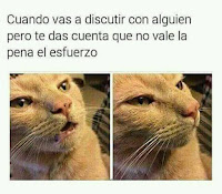 gato humor