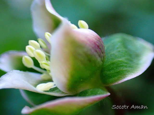 Anemone flaccida