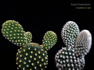 Opuntia microdasys