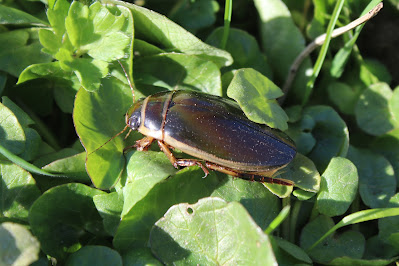 Grutte Gielrâne - Gewone Geelrand - Dytiscus marginalis