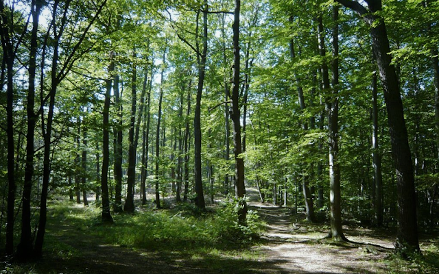 Ein Bild aus dem Friedwald in dem meine Frau ihre Ruhe gefunden hat