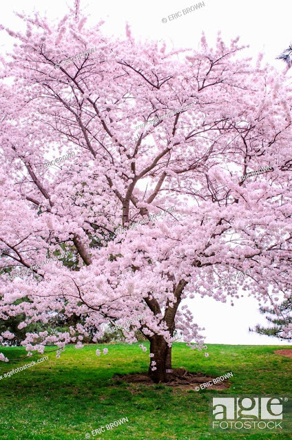 Prunus 'Afterglow'