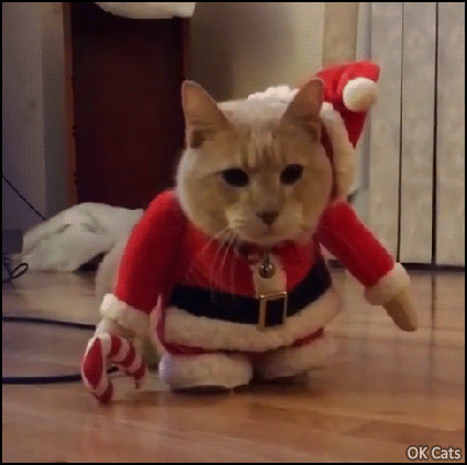 Christmas Cat GIF • Weird Santa cat is mesmerized by something mysterious and does not move anymore. Game over...