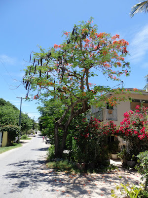 road with poinciana tree and houses