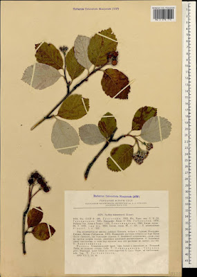 Рябина Кузнецова / Хедлундия Кузнецова (Sorbus kusnetzovii, =Hedlundia kuznetzovii)