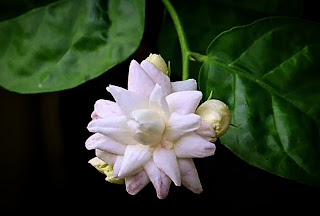 Jasmine-plant-lowes 