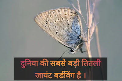 Butterfly facts in Hindi