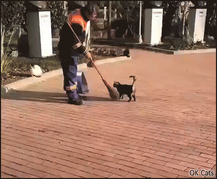 Cute Cat GIF • Good man petting a feral cat in the street with his broom. Someone going for cheeky belly rubs [ok-cats-gifs.com]