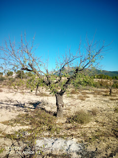 Almendro Variedad Marcona. En soluciones en el Cultivo Ecológico del Almendro. juanpacomarsilla.blogspot.com