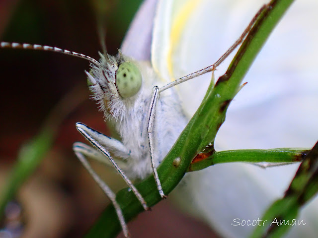 Pieris rapae