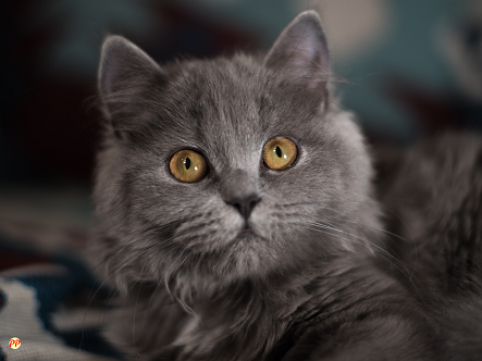 Info Terbaru Harga Kucing British Longhair Anakan dan Dewasa per Ekor