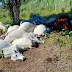 Região: criador de gado perde 12 animais atingidos por um raio